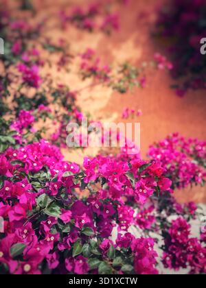 Bright pink bougainvillea flowers blooming against a rustic terracotta wall in a sunny outdoor setting Stock Photo