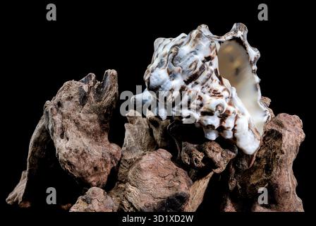 Textured Vasum turbinellus Shell on Driftwood with Black Background ...