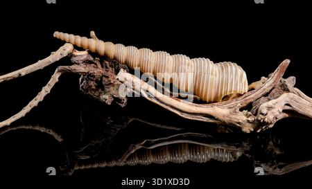 Turritella Shell on Driftwood with Black Background Stock Photo