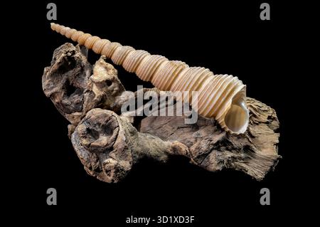 Turritella Shell on Driftwood with Black Background Stock Photo