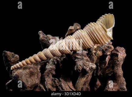 Turritella Shell on Driftwood with Black Background Stock Photo