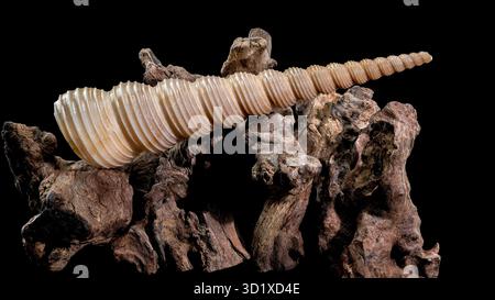 Turritella Shell on Driftwood with Black Background Stock Photo