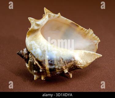 Spiny Melongena Sea Shell Close-Up on brown Stock Photo