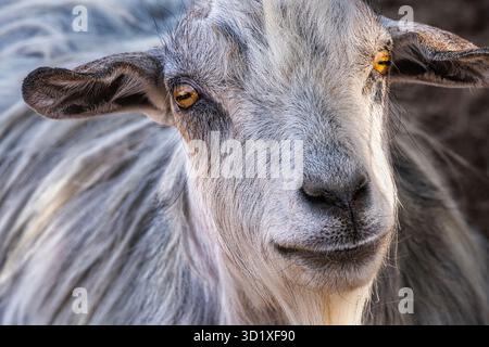 A goat resting in the shade on a hot day Stock Photo