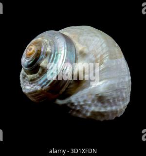 Turbo imperialis Sea Snail on Black Background Stock Photo
