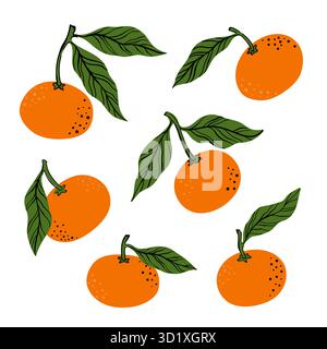 Tropical set orange mandarine and leaves. Hand drawn orange tangerine isolated on white background. for fabric, drawing labels, print, wallpaper Stock Vector