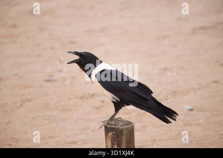 Pied Crow calling in Namibia Stock Photo
