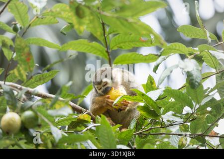 Ecuadorian squirrel monkey (Saimiri cassiquiarensis macrodon) feeding on fruit in tropical rainforest near Tena, Ecuador Stock Photo