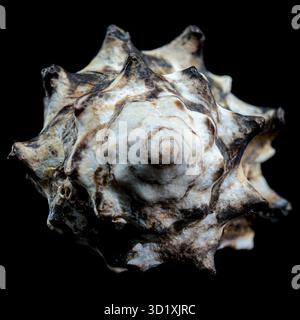Spiny Vasum Seashell on Black Background Stock Photo