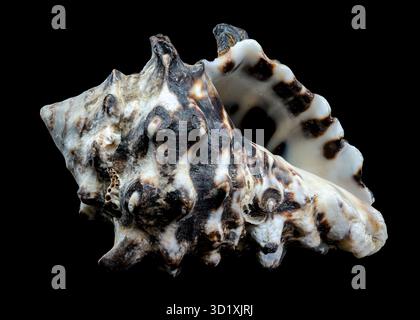 Spiny Vasum Seashell on Black Background Stock Photo