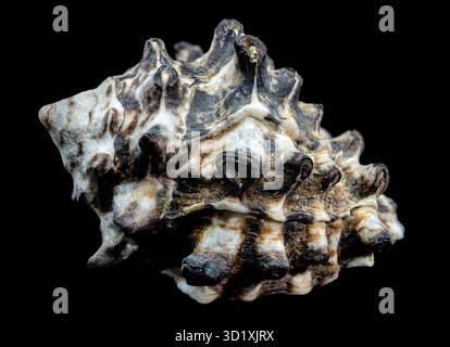 Spiny Vasum Seashell on Black Background Stock Photo