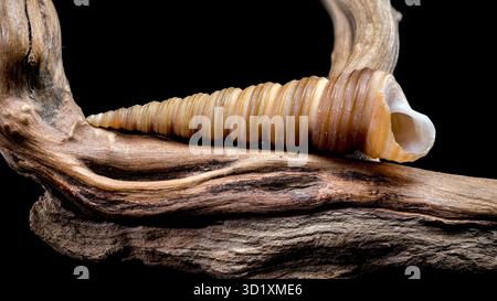 Turritella shell on driftwood macro black background Stock Photo