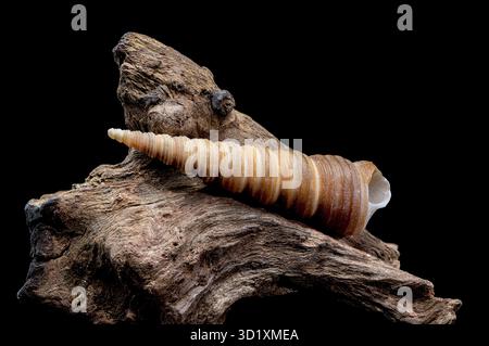 Turritella shell on driftwood macro black background Stock Photo