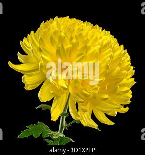Yellow Chrysanthemum on black Background Stock Photo