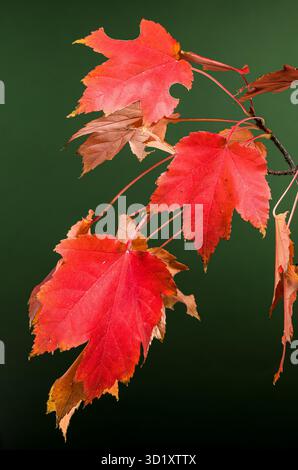 Red Maple Leaves on green Background Stock Photo