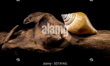 Laevistrombus canarium shell isolated on driftwood Stock Photo