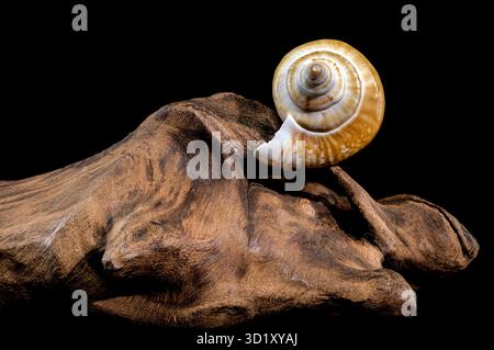 Laevistrombus canarium shell isolated on driftwood Stock Photo