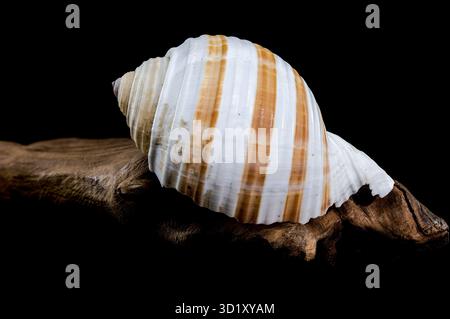 Spiral Seashell on Driftwood black background Stock Photo