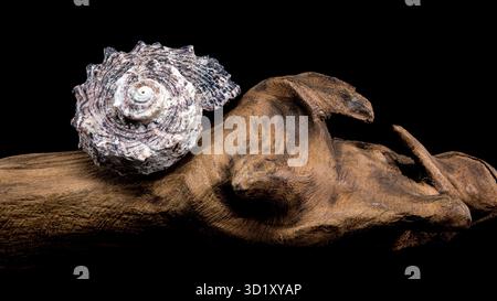 Angaria delphinus shell on driftwood Stock Photo