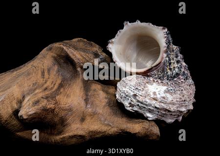 Angaria delphinus shell on driftwood Stock Photo