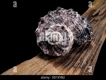 Angaria delphinus shell on driftwood Stock Photo