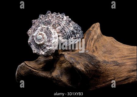 Angaria delphinus shell on driftwood Stock Photo