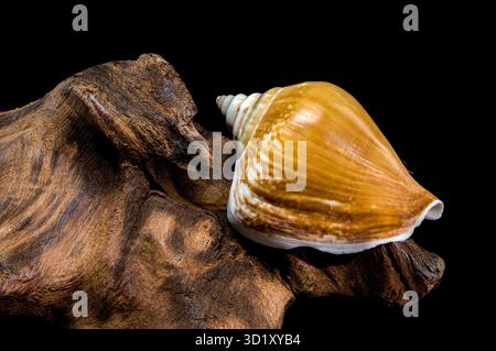 Laevistrombus canarium shell isolated on driftwood Stock Photo