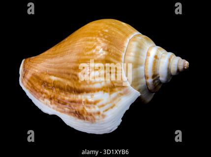 Laevistrombus canarium shell isolated on black background Stock Photo