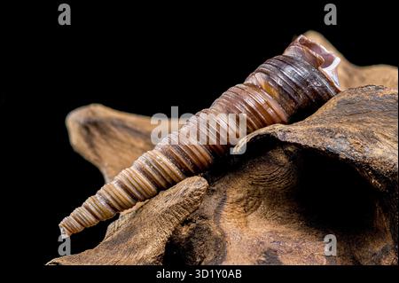Turritella shell on driftwood macro black background Stock Photo
