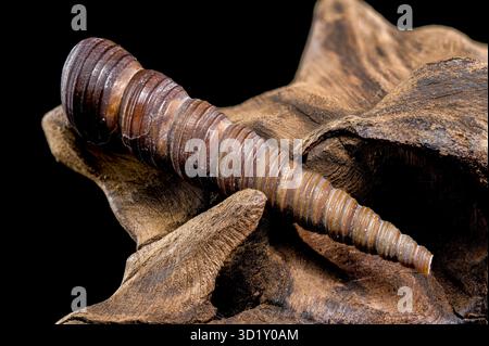 Turritella shell on driftwood macro black background Stock Photo