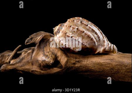 Harpa amouretta shell on wood Stock Photo