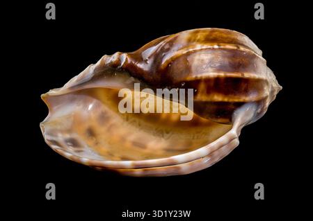 Harpa amouretta seashell on black background Stock Photo