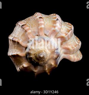 Harpa amouretta seashell on black background Stock Photo