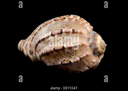 Harpa amouretta seashell on black background Stock Photo