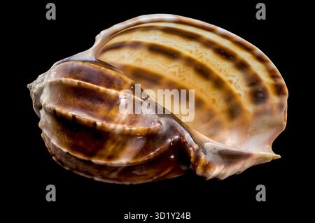 Harpa amouretta seashell on black background Stock Photo