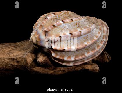 Harpa amouretta shell on wood Stock Photo