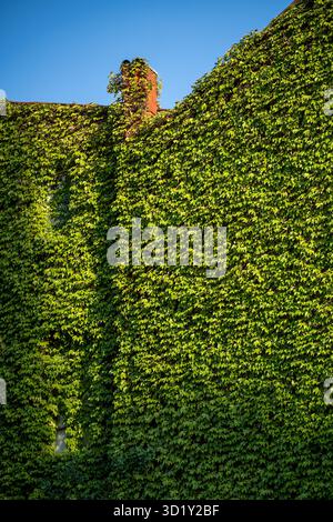 Green facade. Ivy covered building. Vine creeper on facade house covered wild grape. Stock Photo
