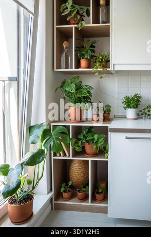 Home garden with green plants scindapsus, monstera, pilea, epipremnum in  pots on shelves Stock Photo - Alamy