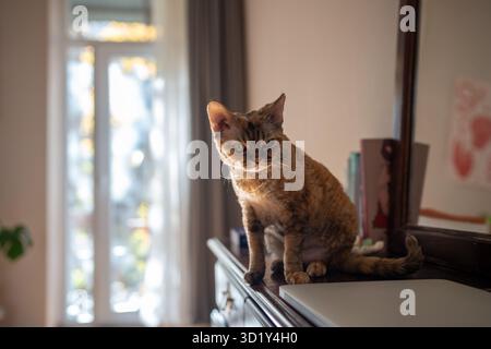 Cat Devon rex sitting on treillage, looking with curiosity into room Stock Photo
