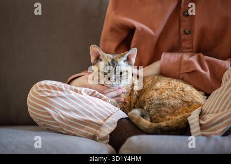 Devon Rex cat lying in woman hands enjoying time with owner who sitting on couch at home. Stock Photo