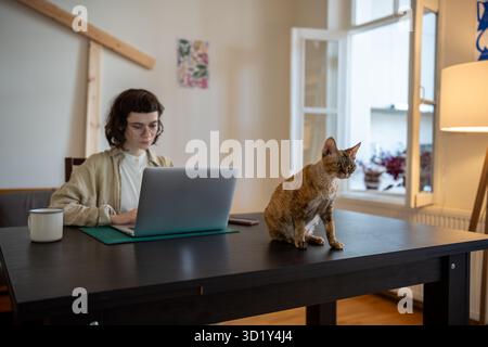 Devon rex cat sitting on table, waiting for amusement while pet owner works on computer, studies Stock Photo