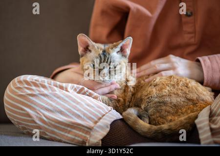 Sleepy breed cat lying on pet owner knees. Pet performing function of antistress, emotional therapy Stock Photo