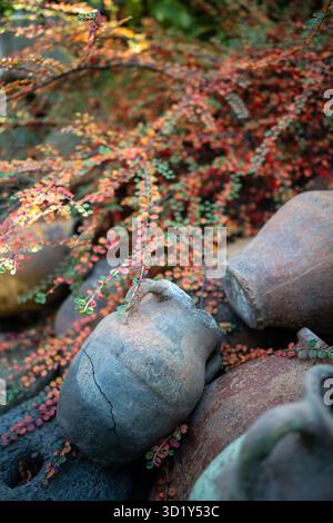 Old vintage retro cracked clay jugs on nature between plants with yellow red leaves. Stock Photo