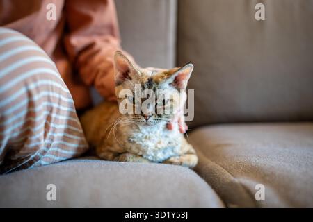 Pet owner hand stroking Devon rex gently while cat purring, relaxing and closing eyes of pleasure Stock Photo
