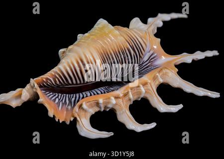 Scorpion Conch Shell on Black Background Stock Photo
