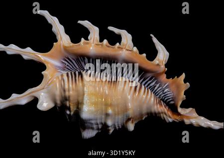 Scorpion Conch Shell on Black Background Stock Photo