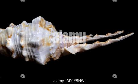 Scorpion Conch Shell on Black Background Stock Photo
