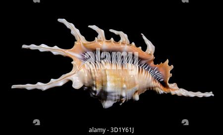 Scorpion Conch Shell on Black Background Stock Photo