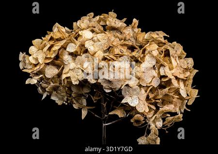 Close-Up of Dried Hydrangea Flower Stock Photo