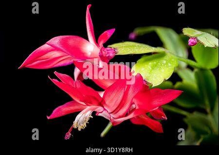 Vibrant Blooming Christmas Cactus black background Stock Photo